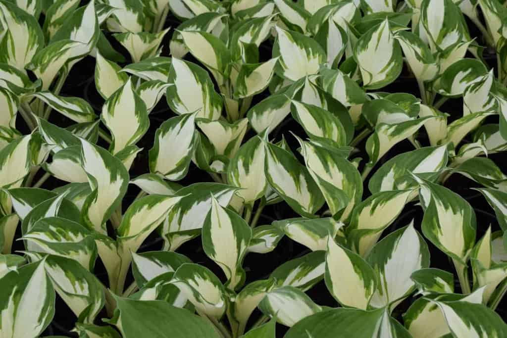 Hosta 'Fire and Ice' ---